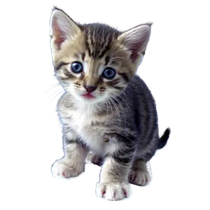 Tiny Kitten PNG 66