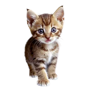 Tiny Kitten PNG 97
