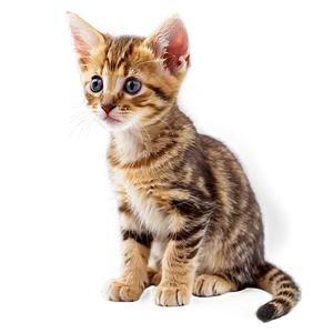 Tiny Kitten PNG Gxu10