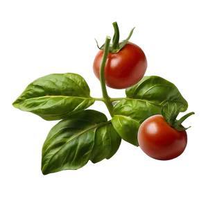 Tomato Basil Leaves Png 61 PNG image