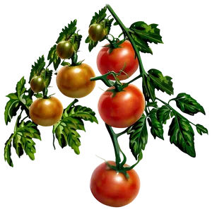 Tomato Branch PNG 06212024