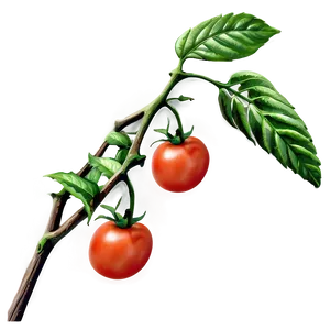 Tomato Branch Png Axn60 PNG image