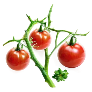 Tomato Branch PNG Iss38