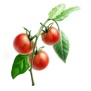 Tomato Branch PNG Kmf24