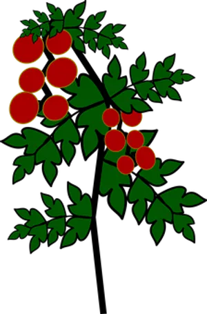 Tomato Branch Vector Illustration