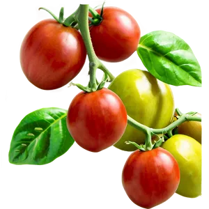 Tomato Cluster Png Tql93 PNG image
