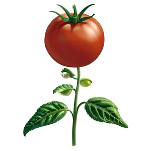 Tomato Flower PNG 06212024 PNG