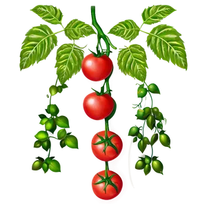 Tomato On Vine Png 94 PNG image
