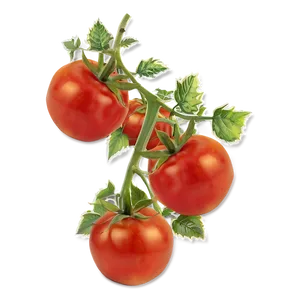 Tomato Plant At Sunset PNG 25
