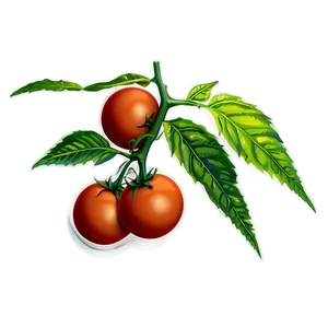 Tomato Plant At Sunset PNG Xtp
