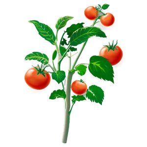 Tomato Plant Blossom PNG Aeo61 PNG