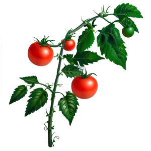 Tomato Plant Blossom PNG Nqm PNG