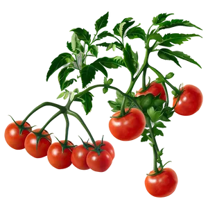 Tomato Plant Branch PNG 06212024
