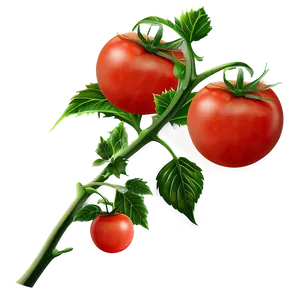 Tomato Plant Branch PNG 06212024