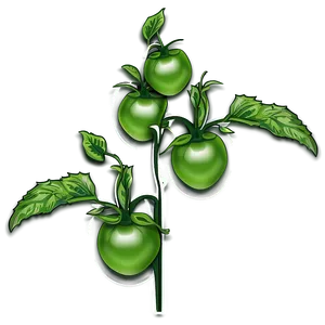 Tomato Plant Branch PNG 94