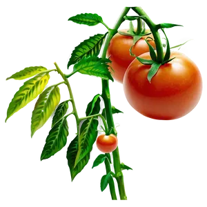 Tomato Plant Crop PNG Bgu PNG