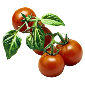 Tomato Plant Cultivation PNG 14