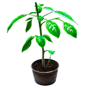 Tomato Plant Cultivation PNG 58