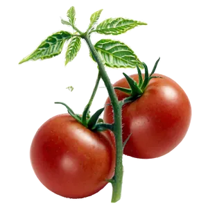 Tomato Plant Disease PNG 06212024 PNG