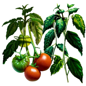 Tomato Plant Disease PNG Xuc