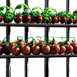 Tomato Plant Farm PNG 46