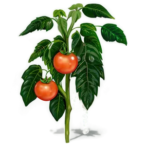 Tomato Plant Fertilizer PNG 60