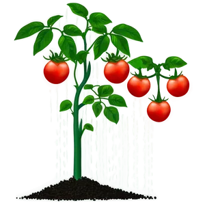 Tomato Plant Fertilizer PNG Lus PNG