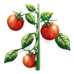 Tomato Plant Flower Png Lbu99 PNG image