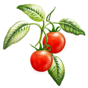 Tomato Plant Fruit PNG Rmu