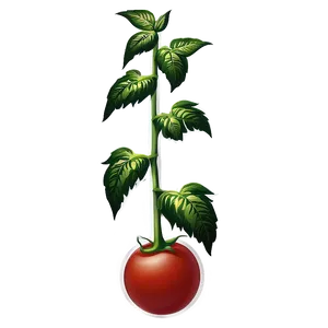 Tomato Plant Garden Png 06212024 PNG image