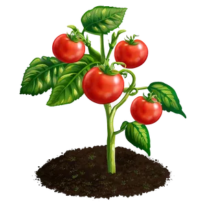 Tomato Plant Garden Png Lnt70 PNG image