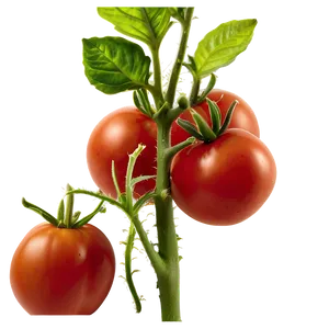 Tomato Plant Growth PNG 81