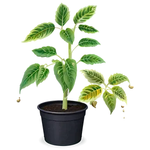 Tomato Plant Growth PNG 96