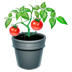 Tomato Plant Growth PNG Bff
