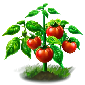 Tomato Plant In Field PNG 06212024