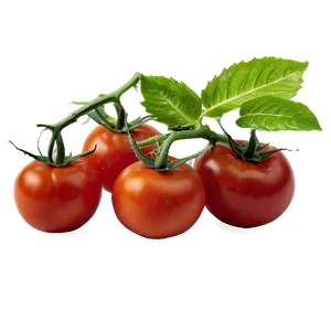 Tomato Plant In Field PNG Vlp