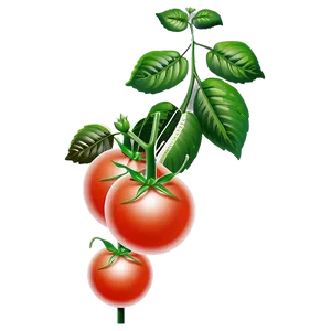 Tomato Plant In Greenhouse PNG Oxf