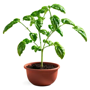 Tomato Plant In Sunlight PNG Hft25 PNG