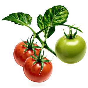 Tomato Plant Pest PNG 06212024