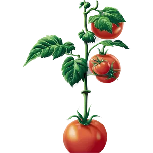 Tomato Plant Pot PNG 9