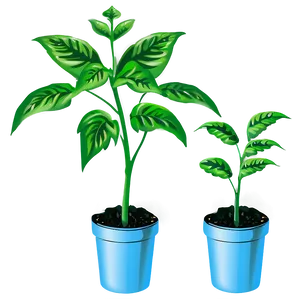 Tomato Plant Seedlings Png Qca PNG image