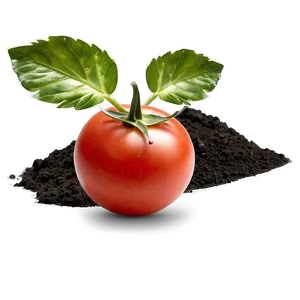 Tomato Plant Soil PNG 06212024 PNG