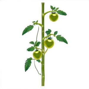 Tomato Plant Stalk PNG 9