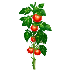Tomato Plant Stalk PNG Gir PNG