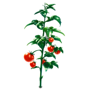 Tomato Plant Stalk PNG Jin PNG