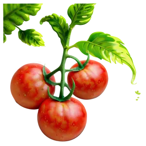 Tomato Plant Vine Png 06212024 PNG image