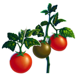 Tomato Plant Vine Png 06212024 PNG image