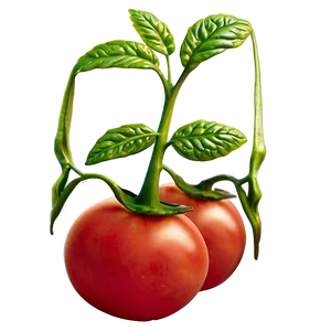 Tomato Seedling PNG 06212024