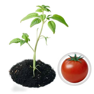 Tomato Seedling PNG Lkt99 PNG