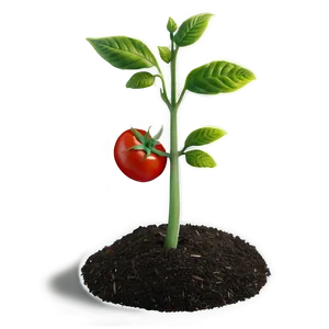 Tomato Seedling PNG Pxu86 PNG